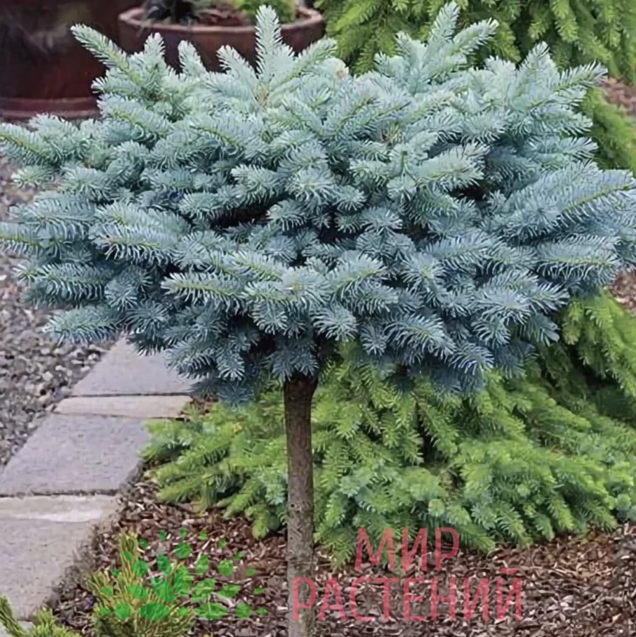 Ель колючая (Picea pungens glauca globosa)