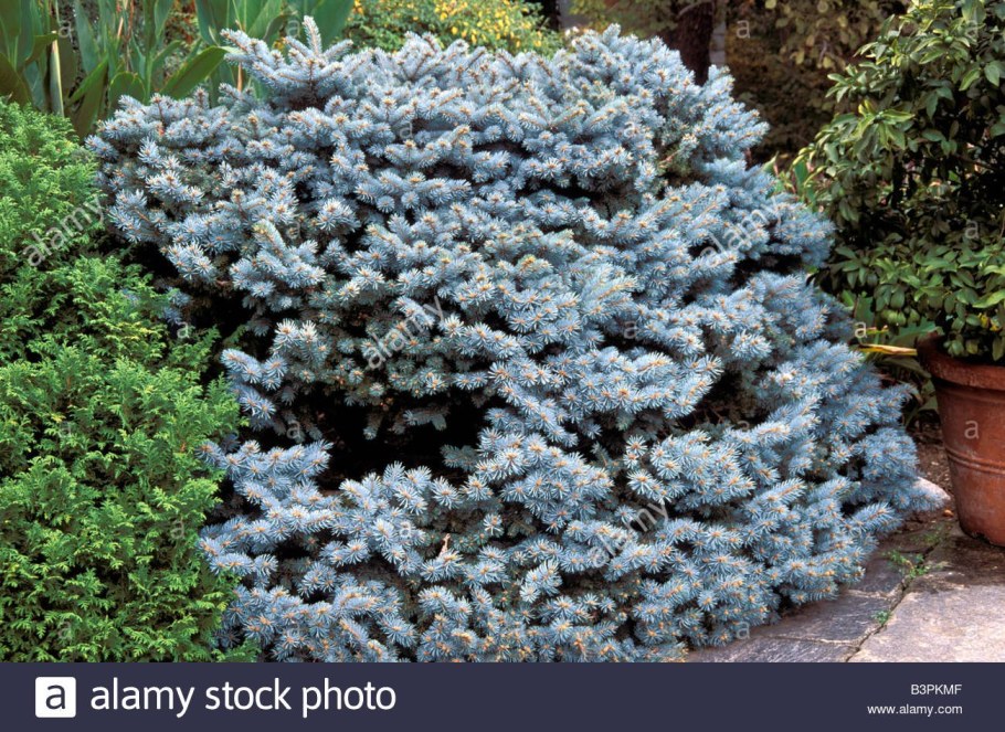 Голубая ель колючая Глаука ниваки