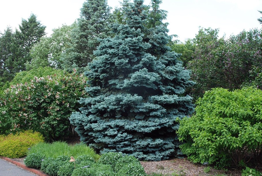 Ель колючая Ольденбург