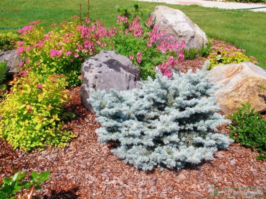 Карликовая Глаука Глобоза