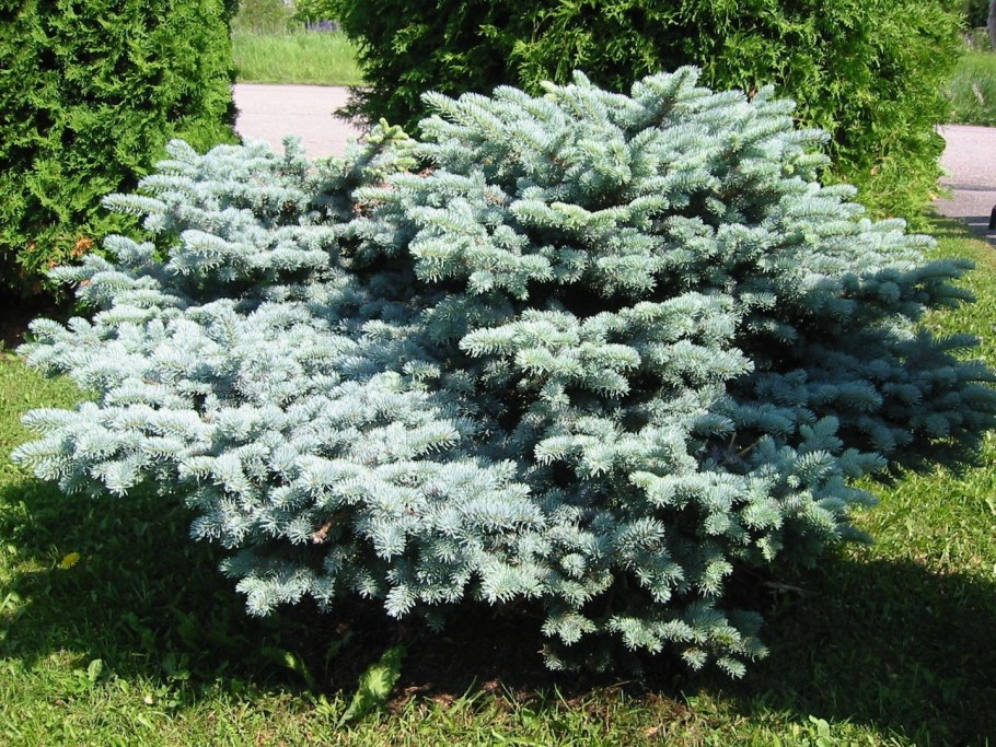 Picea pungens 'glauca globosa'