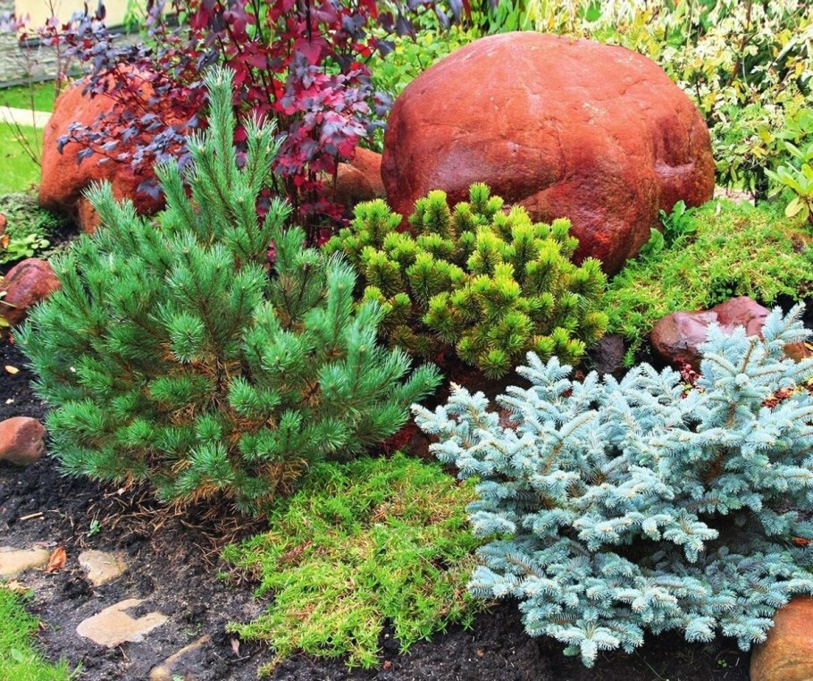 Ель Глаука Глобоза