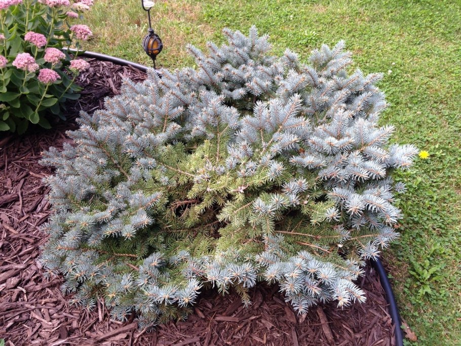 Ель Глаука Глобоза подушковидная