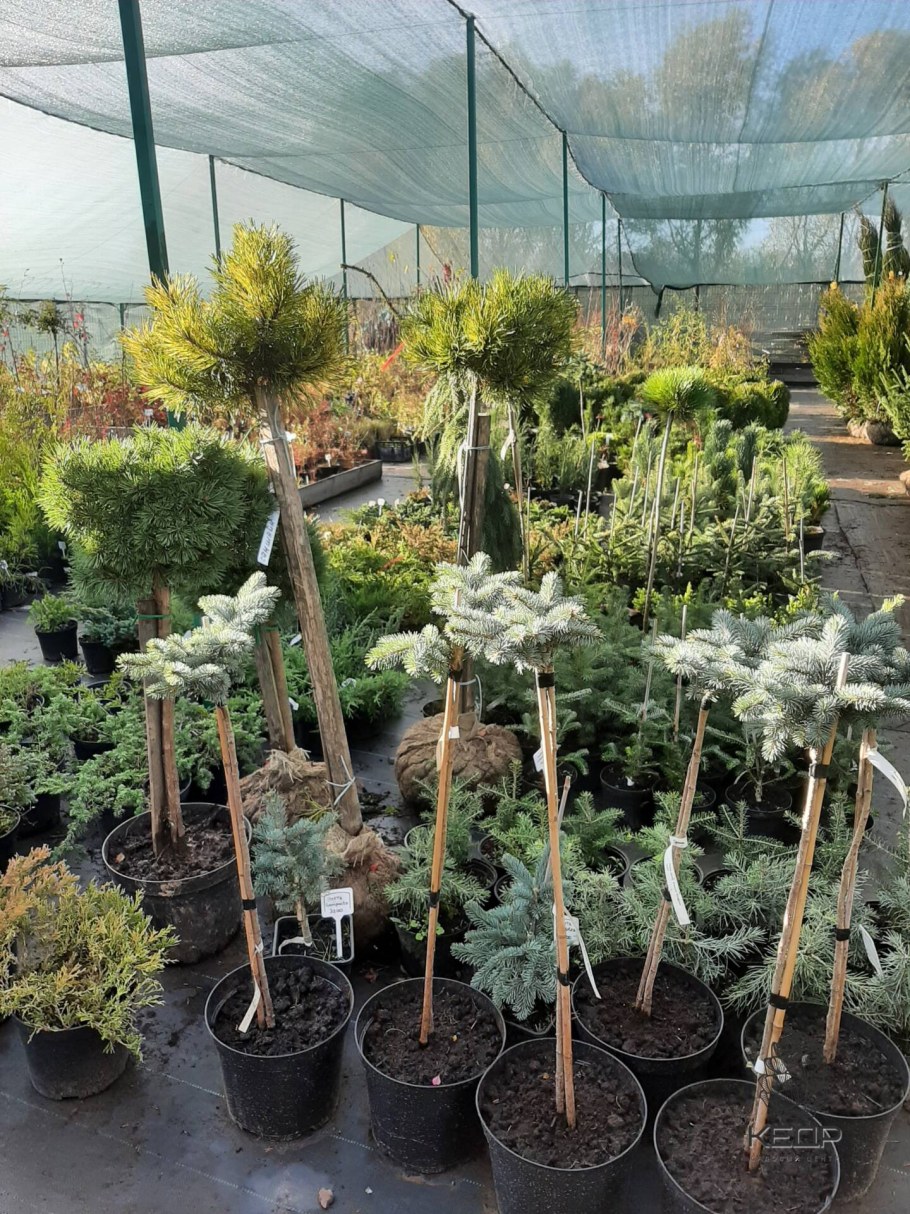 Ель Глаука Глобоза на штамбе