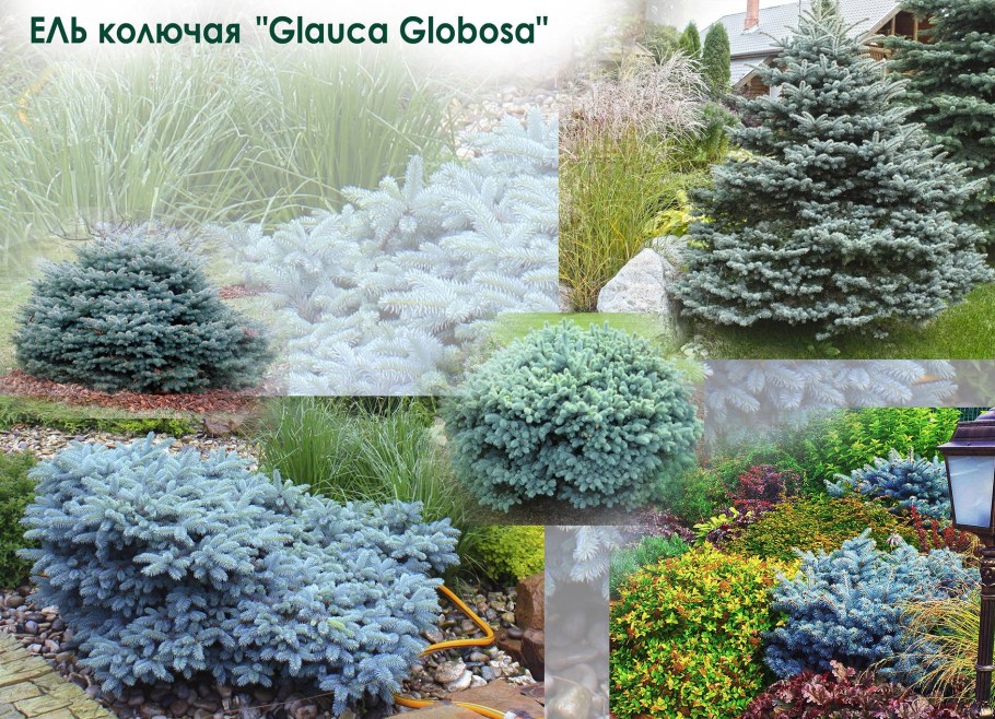 Клумба с Глаука Глобоза