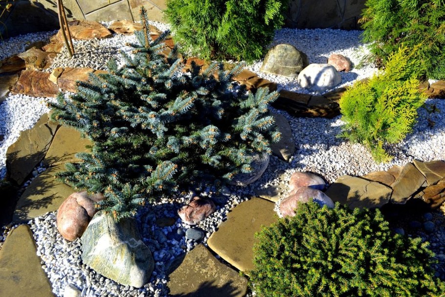 Туя Глаука Глобоза