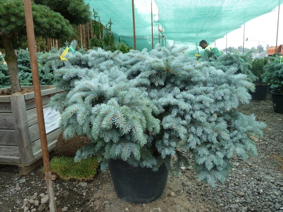 Ель Глаука Глобоза