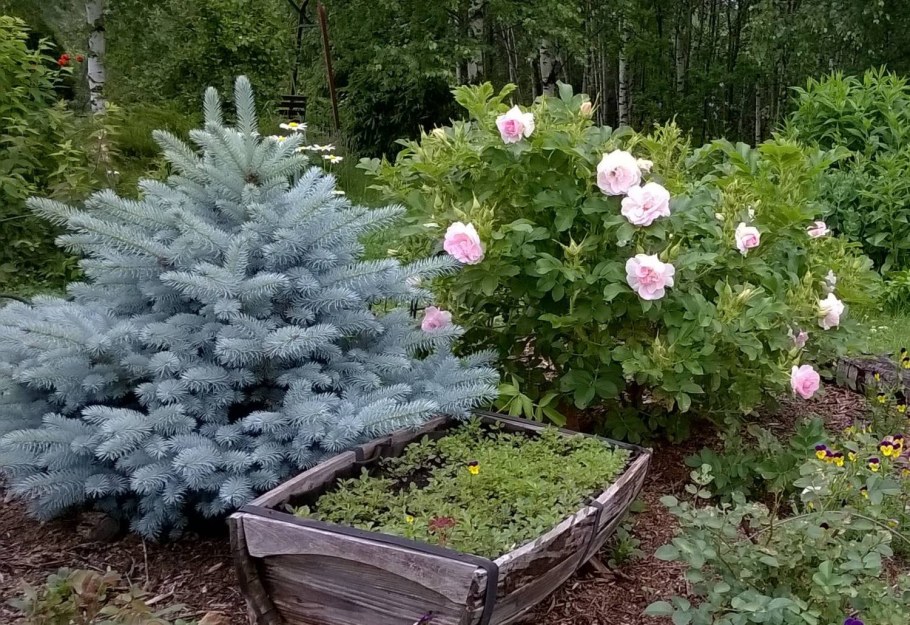 Ель колючая Глаука Глобоза