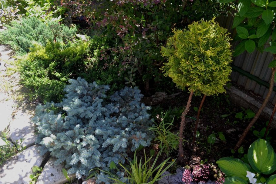 Туя Глаука Глобоза