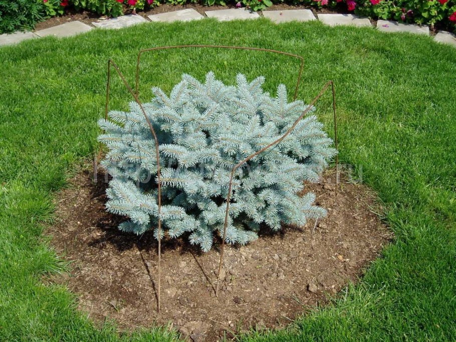 Глаука Глобоза