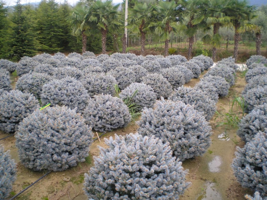 Ель голубая glauca globosa