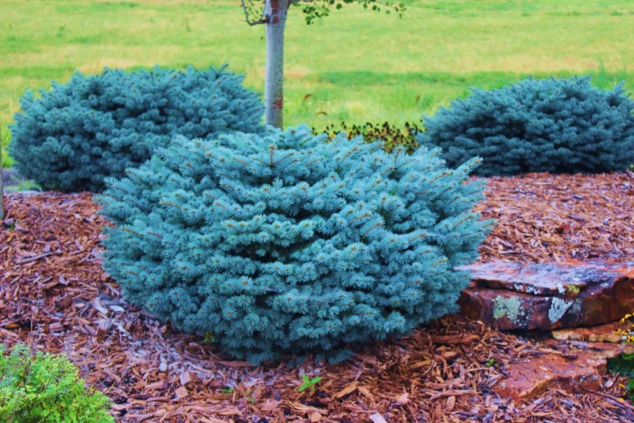 Ель Глаука Глобоза