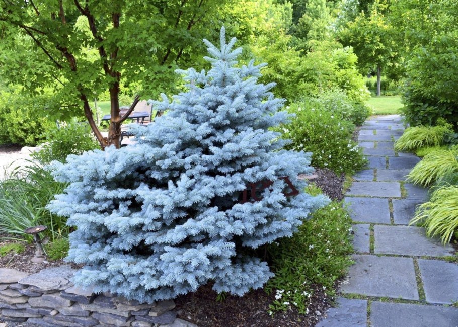 Ель колючая glauca globosa