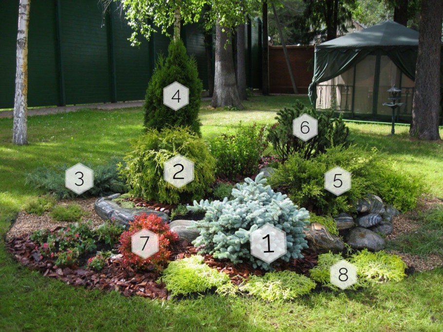 Ель Глаука Глобоза в миксбордере