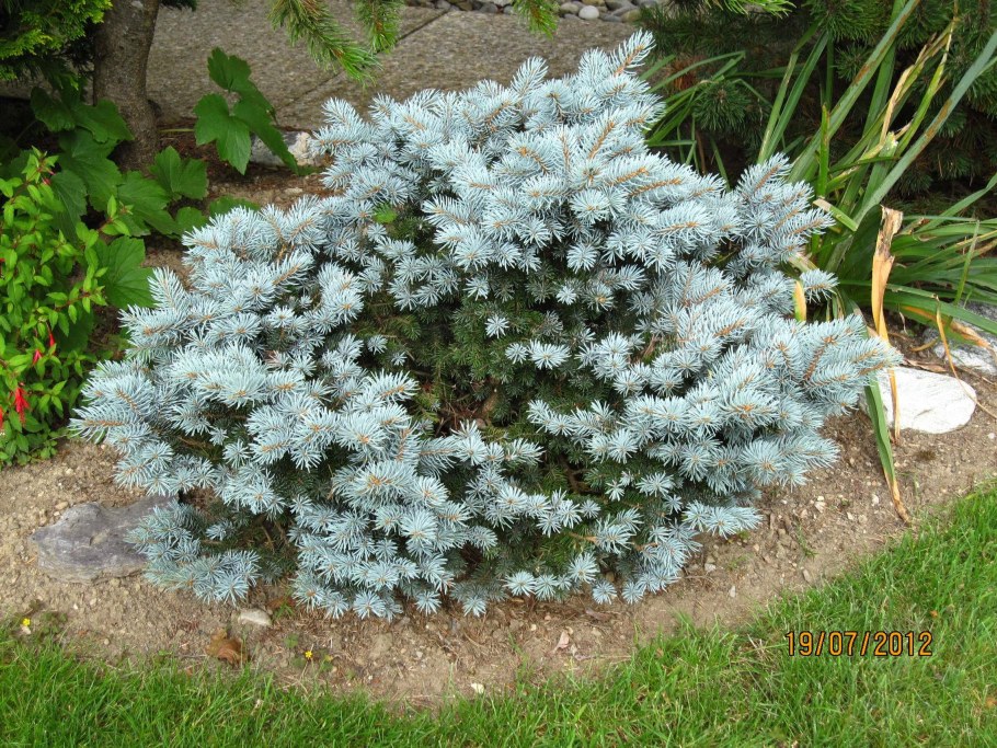 Ель колючая glauca globosa