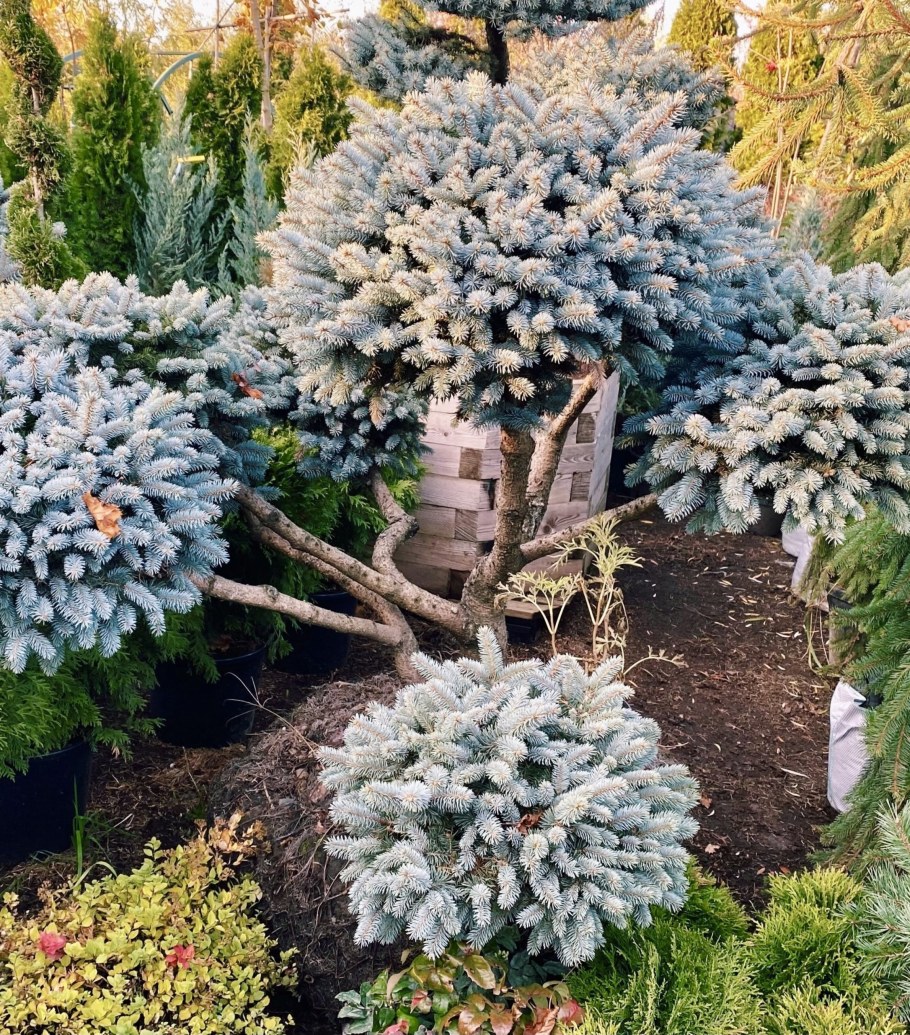 Ель колючая Белобок