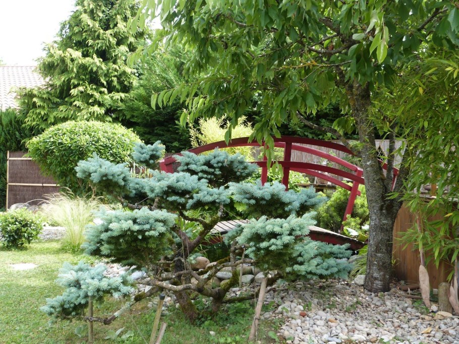 Можжевельник казацкий ниваки