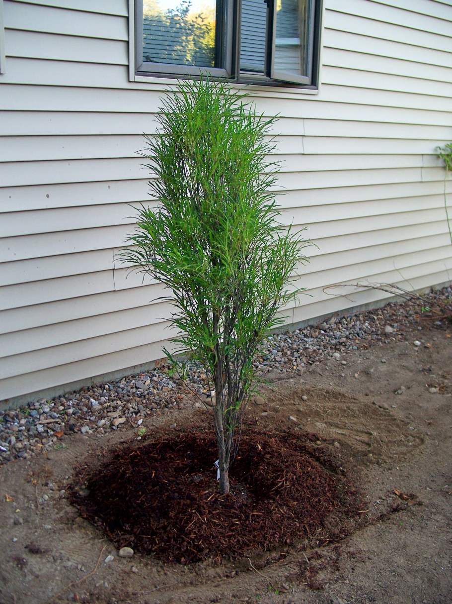 Крушина ломкая ыасьигиата