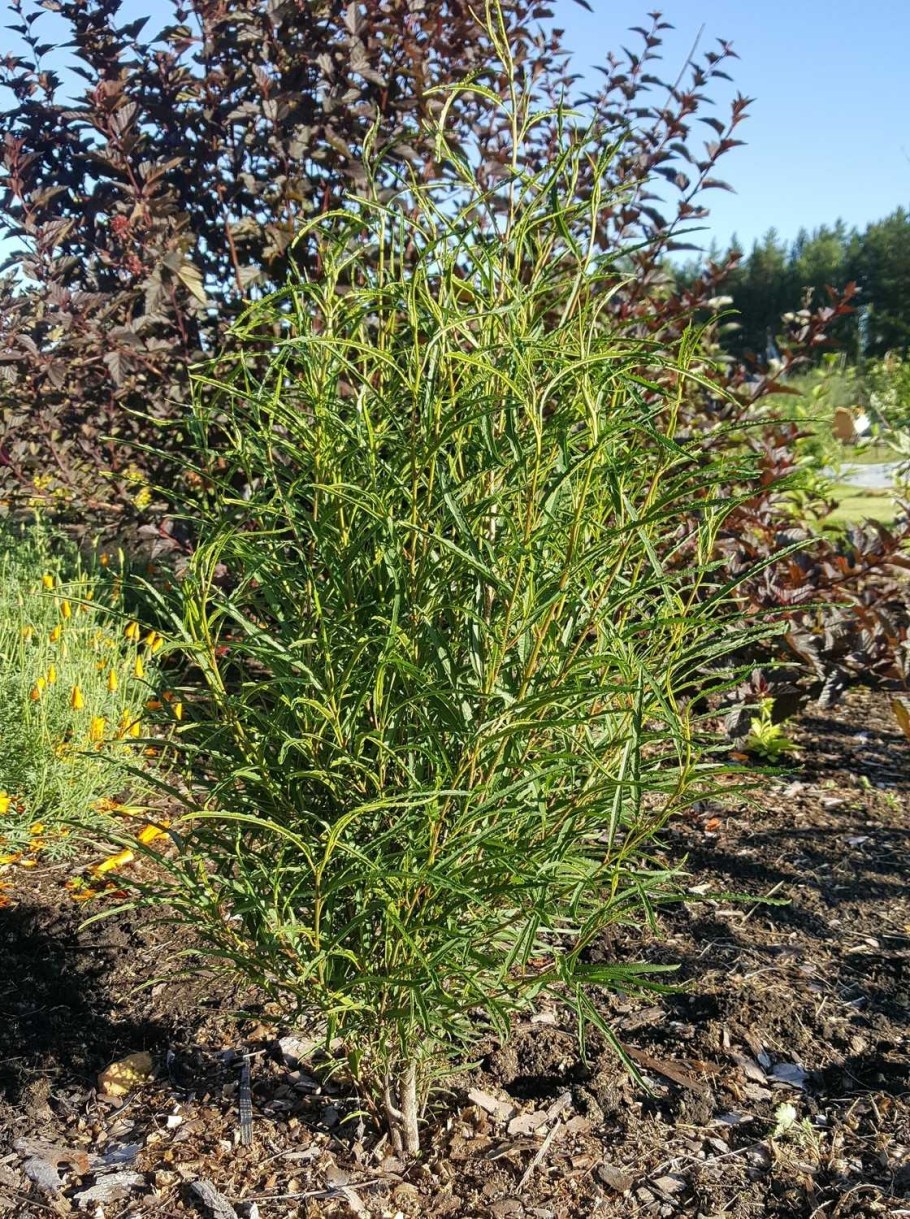 Крушина ломкая Аспленифолия