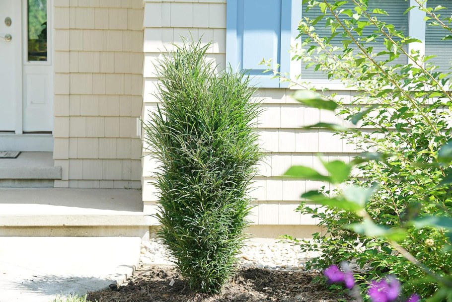 Бирючина в ландшафтном дизайне