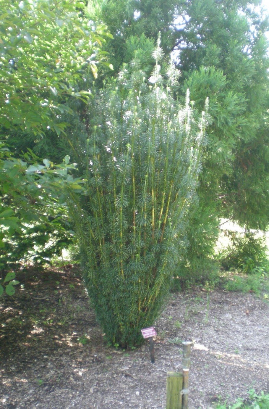 Крушина ломкая Фастигиата