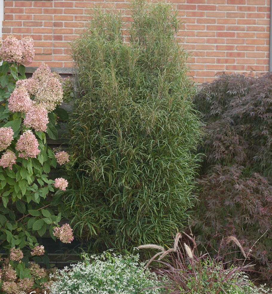 Крушина ломкая Fastigiata Ron Williams