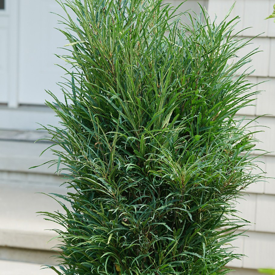 Крушина ломкая Fine line