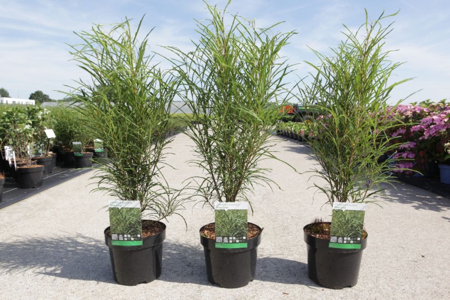 Крушина ломкая Fine line