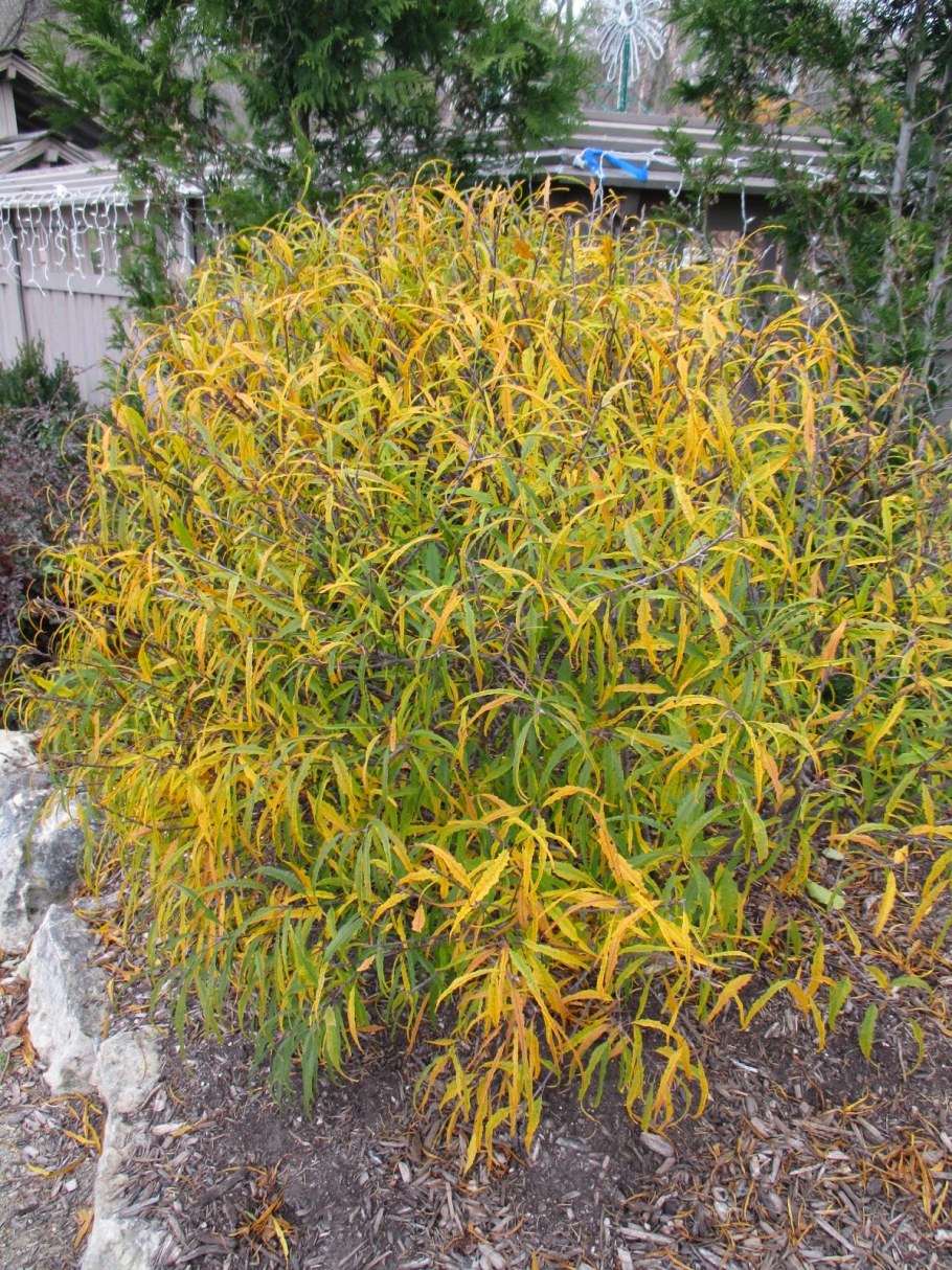 Rhamnus Frangula 'Aspleniifolia'