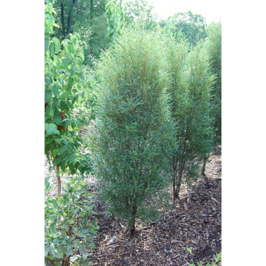 Крушина ломкая 'Fastigiata'