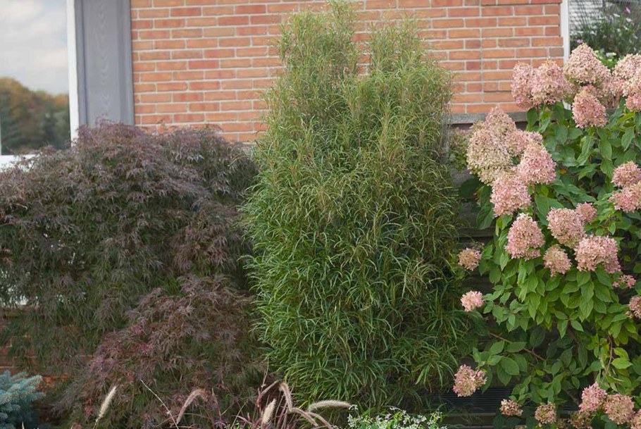 Крушина ломкая Asplenifolia