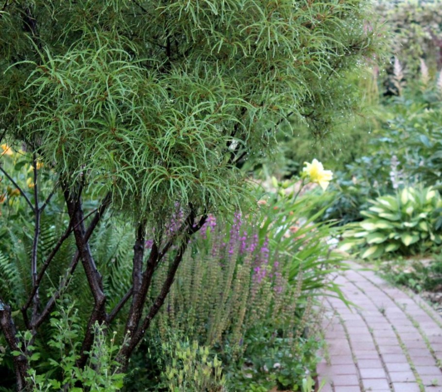 Крушина ломкая Asplenifolia