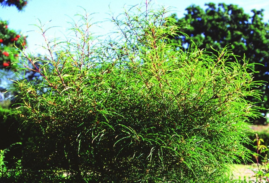 Крушина ломкая (жостер) Аспленифолия