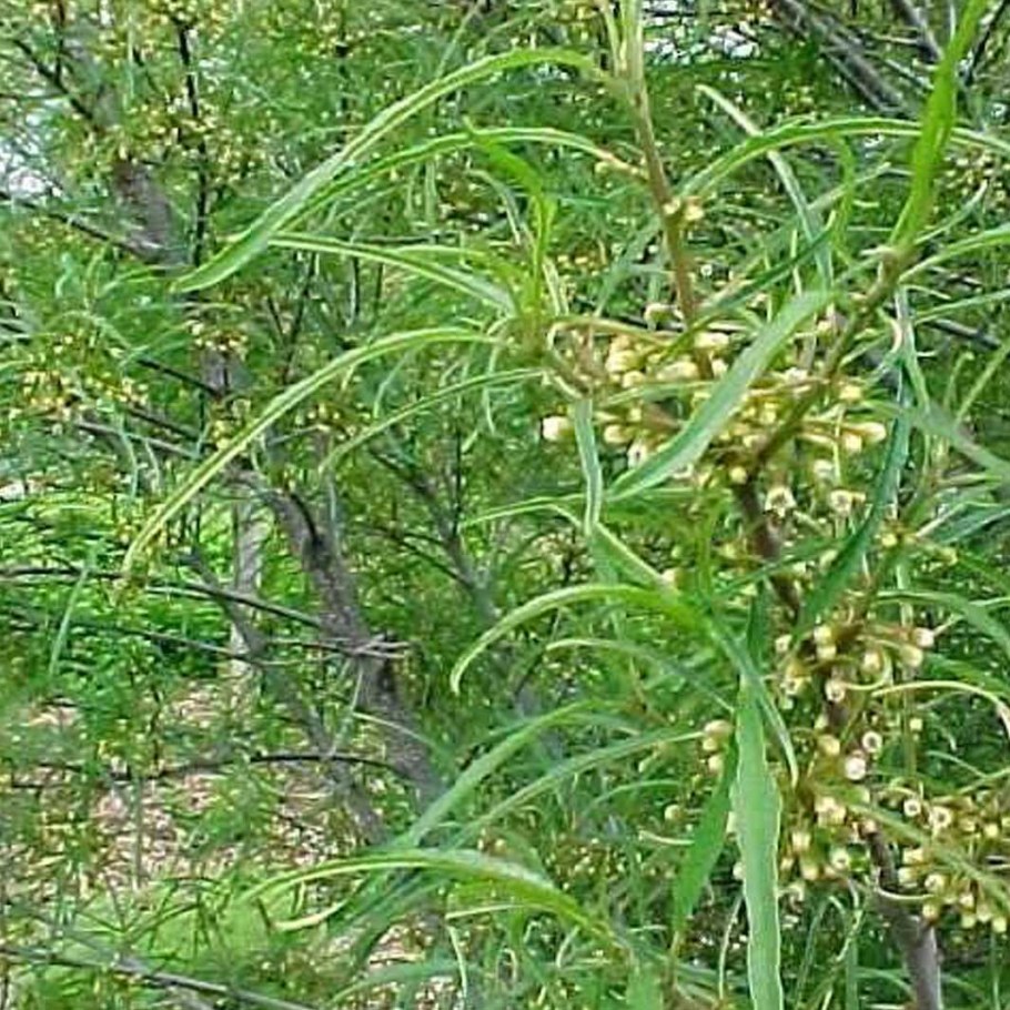 Крушина ломкая цветение