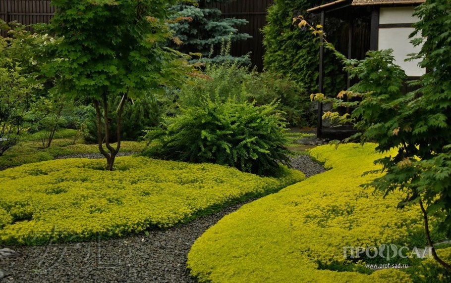 Очиток вербейник монетчатый