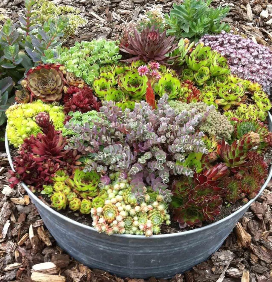 Альпийская живучка Sempervivum