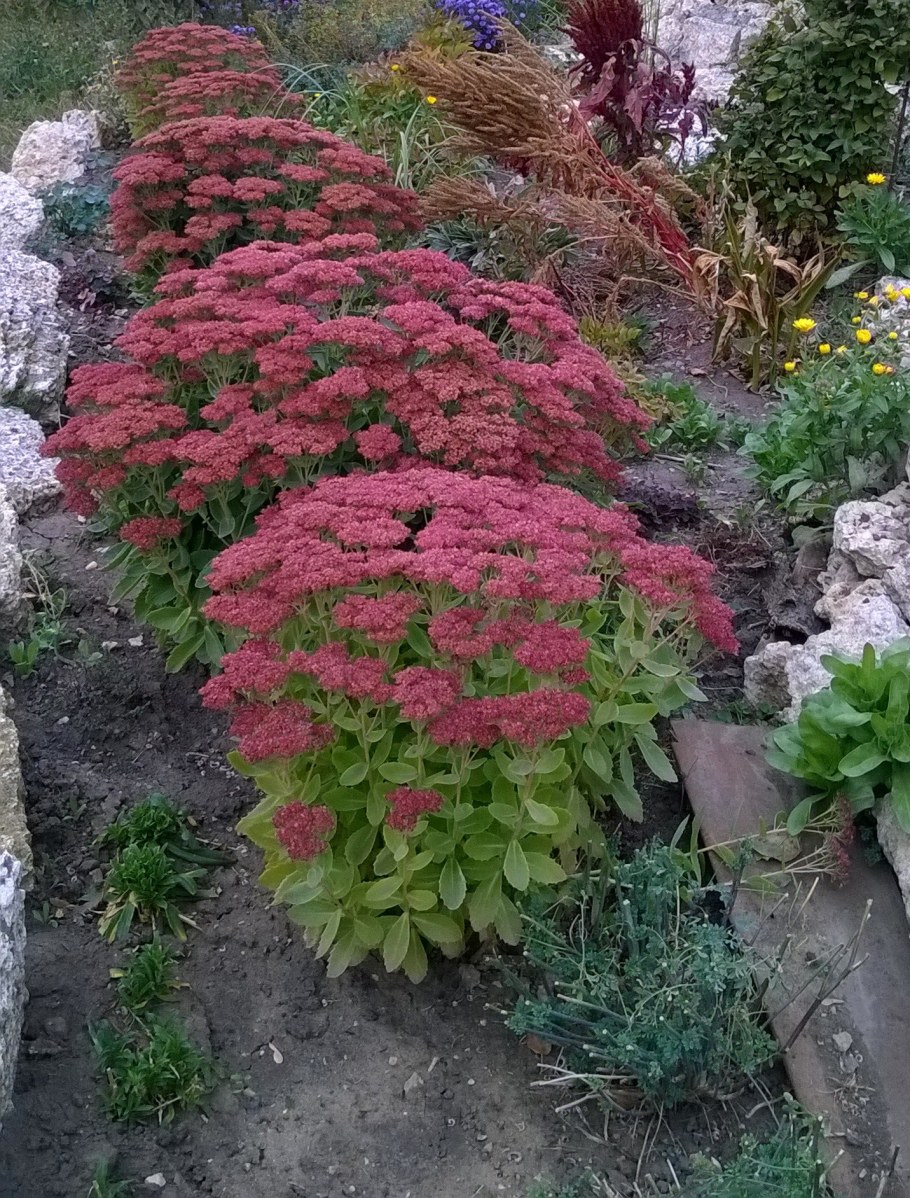 Спирея седум