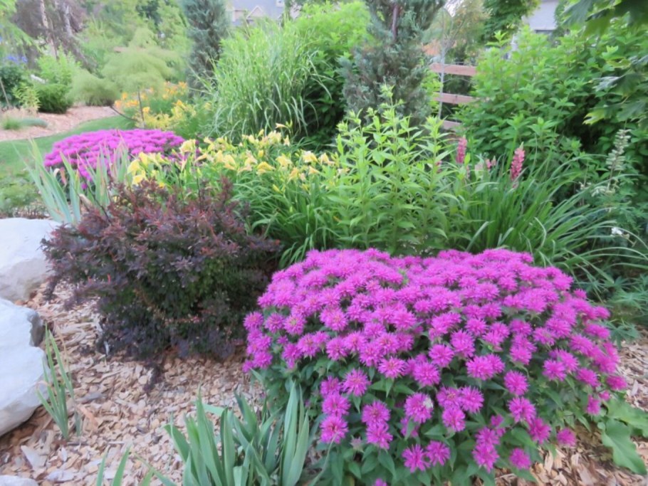 Очиток Видный Стардаст