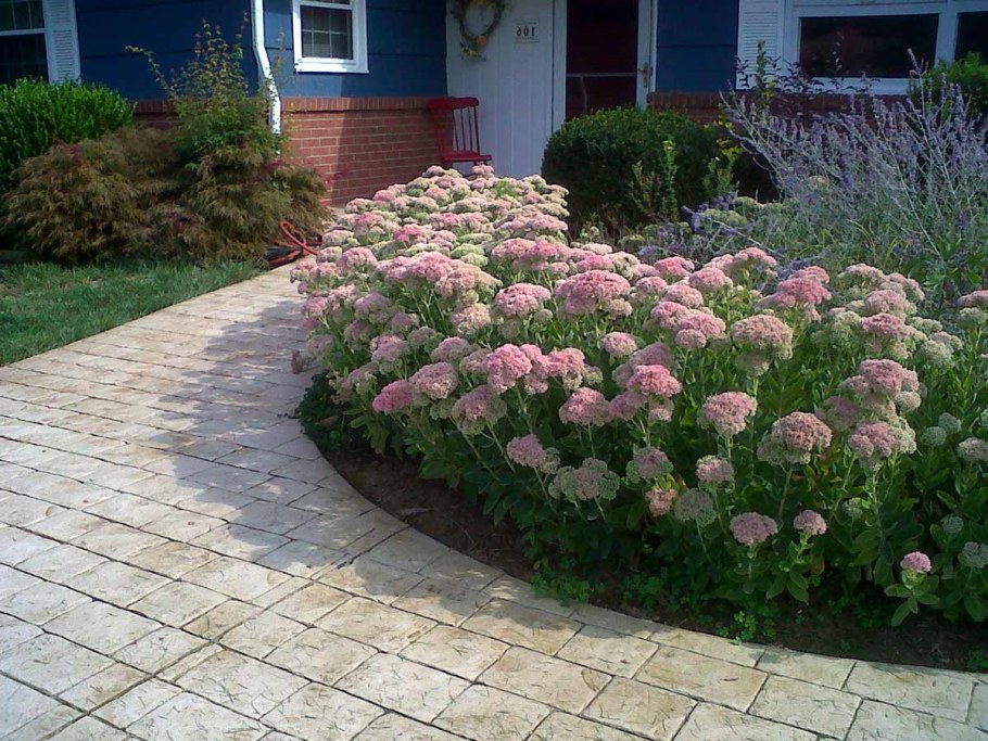 Седум Очиток Видный