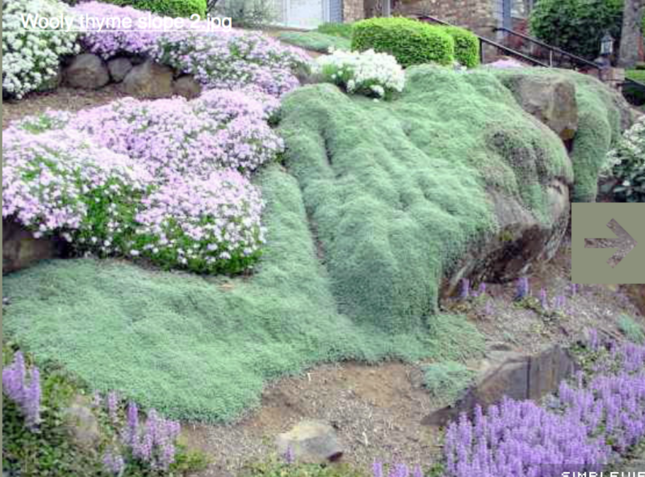 Почвопокровные многолетники Очиток тимьян