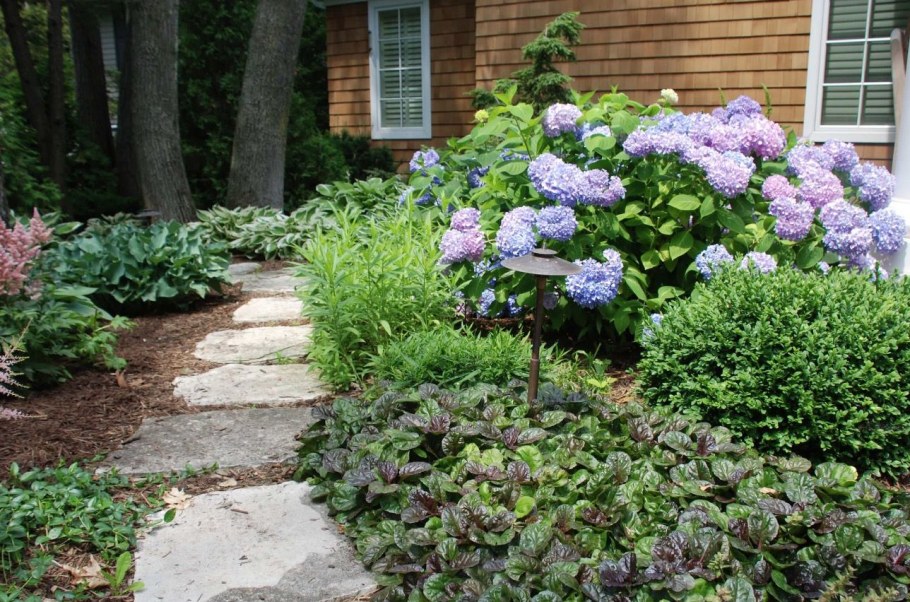 Живучка ползучая на клумбе