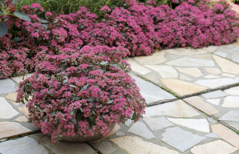 Седум Sunsparkler Dazzlebery