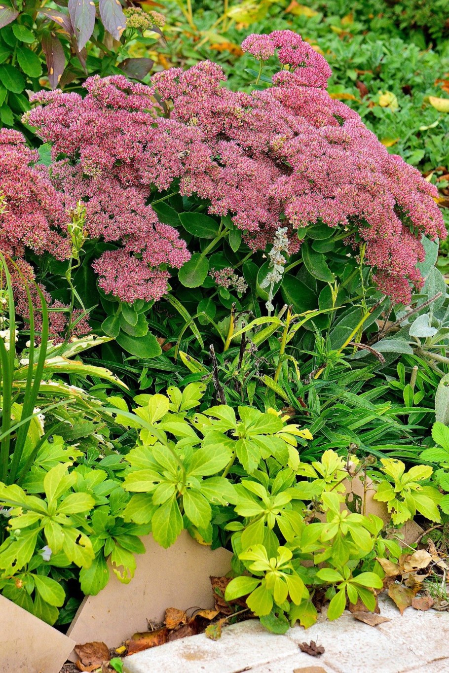 Очиток Видный (Sedum spectabile `Brilliant`)