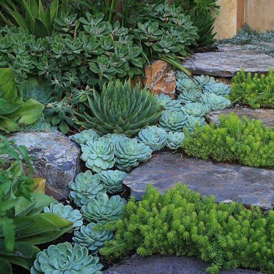 Почвопокровные многолетники хвойные