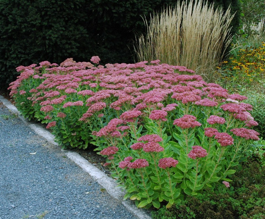 Седум Herbstfreude