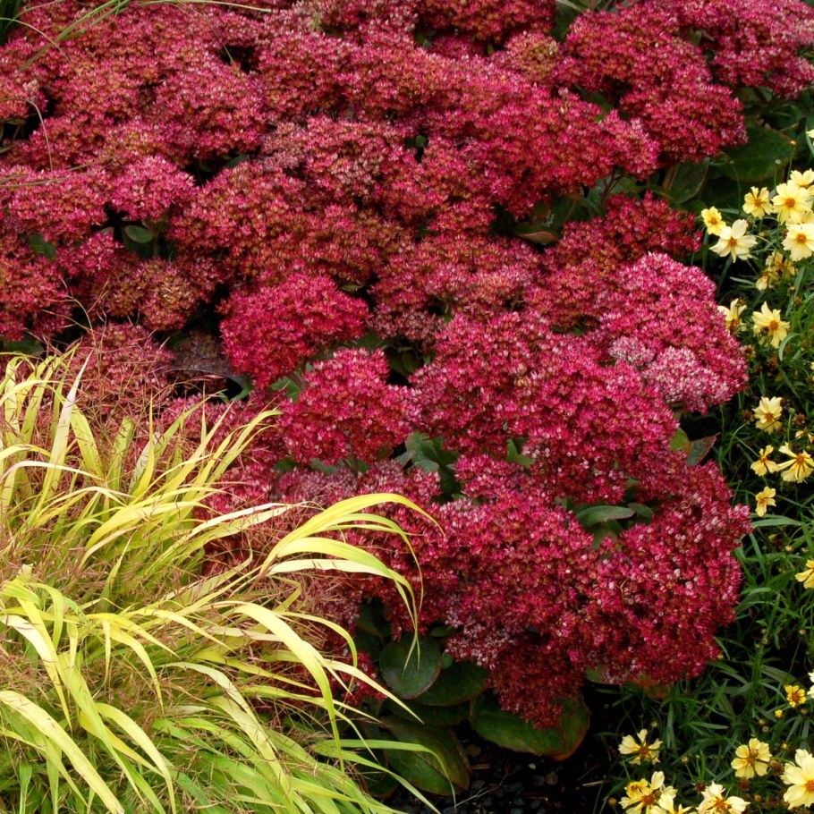 Очиток Видный (Sedum spectabile)