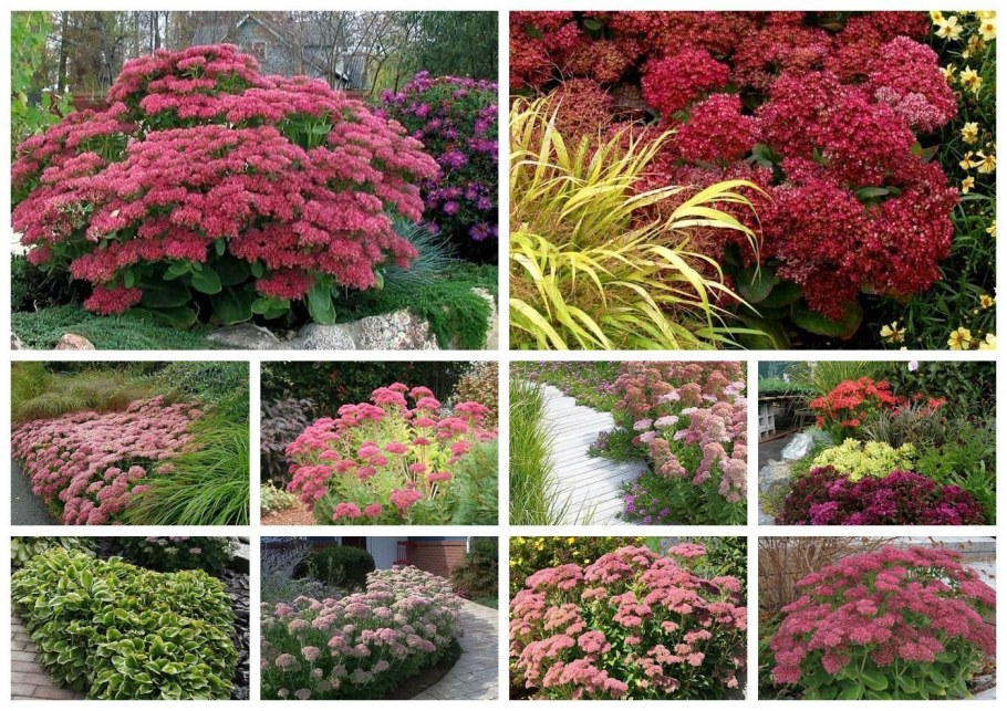 Очиток Корал риф