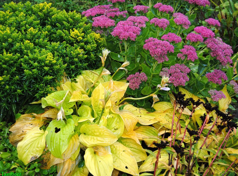 Клумба гейхера Очиток Хоста