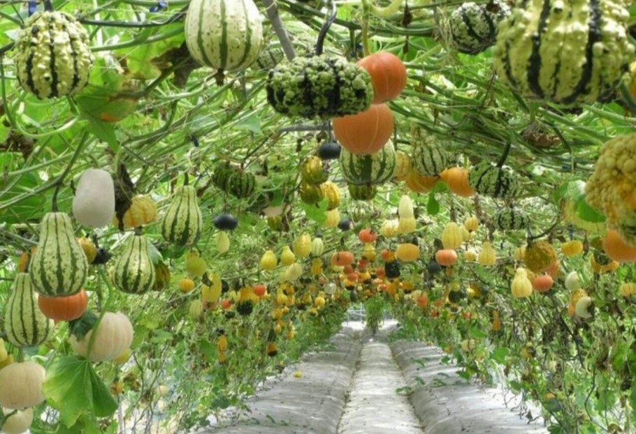 Тыква декоративная Апельсинка