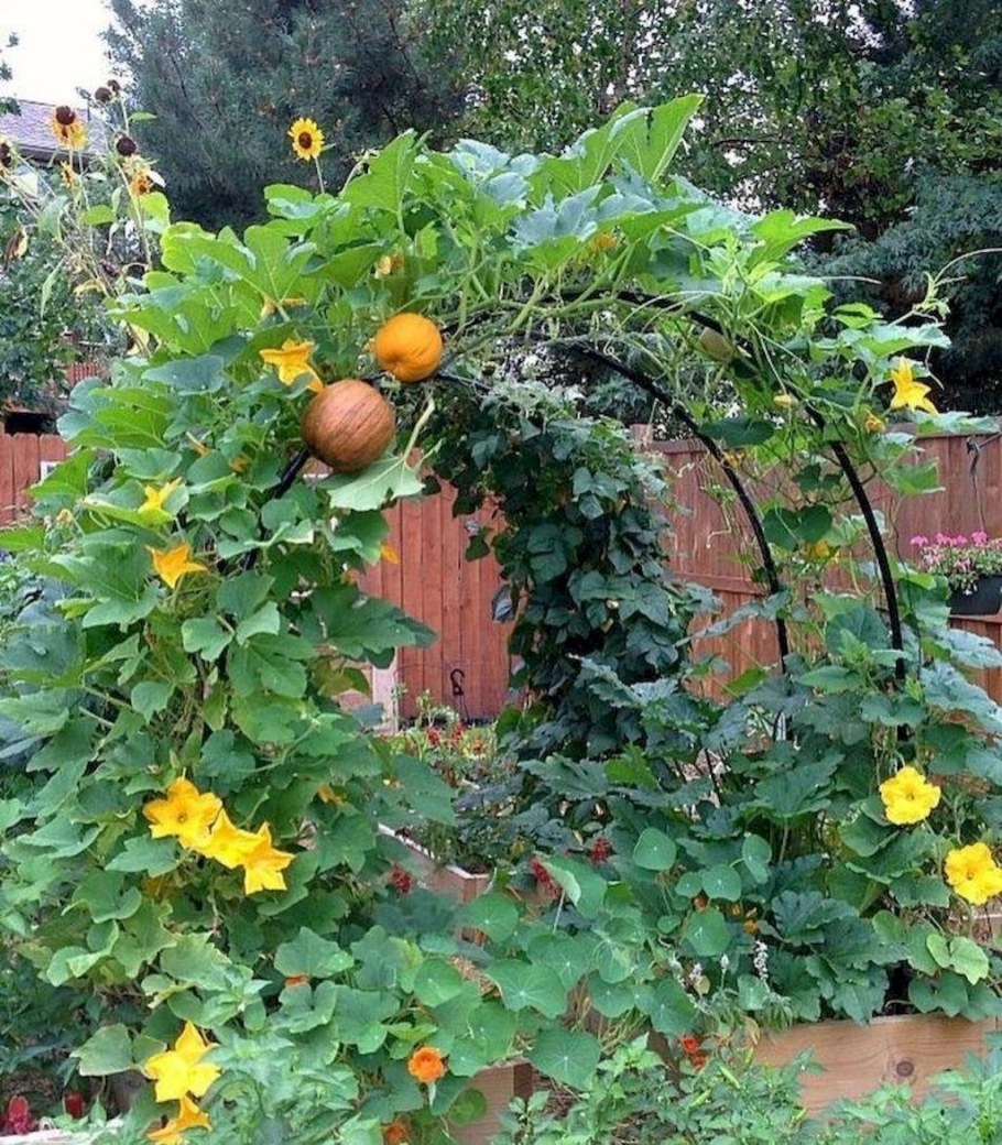 Декоративная тыква вьющаяся корона